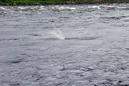 Foto: Fiskemagasinet.se