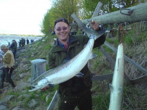 Tog du rätt sin vackra lax i fiskereportage historien om ronnysviken i fisketidning fiskemagasinet.se