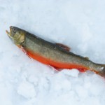 Äntligen hugg av iesjavrirödingen i fiskereportaget röde baron i iesjavri på fisketidning