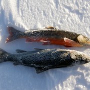 En kvar trögfiskat i fiskereportaget röde baron i iesjavri på fisketidning