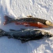 trögfiskat i fiskereportaget röde baron i iesjavri på fisketidning