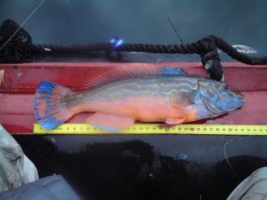 två fina blågyltor i fiskereportage trög början men bra avslutning i fisketidning