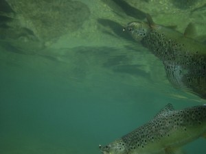 Powershot det är den öringen som syns på undervattensbilden i fiskereportage tjegelva dans smultronställe i fisketidning