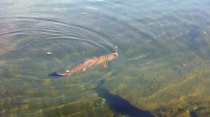 Guldöring en öring i fiskereportage fantastiskt fiske i miekak i fisketidning