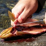På UL spö roligt fiske i fiskereportage fantastiskt fiske i miekak i fisketidning