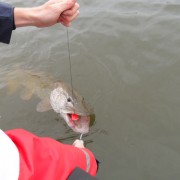 Hungrig Gädda landa fisken i fiskereportaget nötande ger resultat i fisketidning