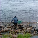 Oanad vighet håva laxen i fiskereportage handslaget vid en lyckad håvning i fisketidningen