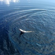 Pike gröna nyansen i fiskereportage joe labero i hovlössjön i fisketidning