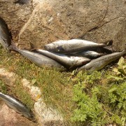 Sej rensade fisken i fiskereportaget saltströmmen ett naturfenomen i fisketidning