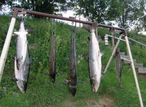 Månen i zenit fiskeklockan höll vad den lovade i huggtabell och månfas på fisketidning
