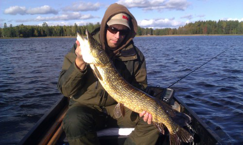 Gäddposey satisfied in trolling for pike and perch fishing magazine relativt nöjd i trolling efter gädda och abborre på fisketidning
