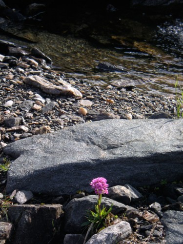 Blomma mjuk markgrönska i naken i råsto på fisketidning