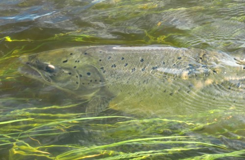 En Nordamerikansk fluga? en fiskeartikel om catch and release i fisketidningen