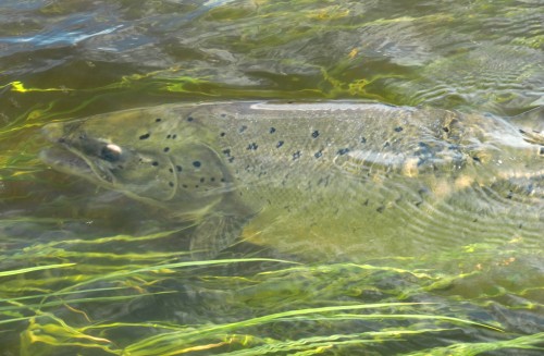 en fiskeartikel om catch and release i fisketidningen