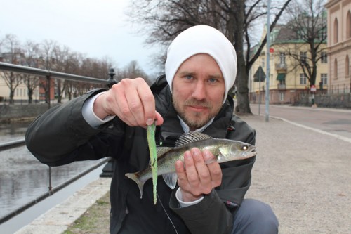 Andreas första Gös min första gös ur gavleån i på jakt efter gös i gavleån på fisketidningen