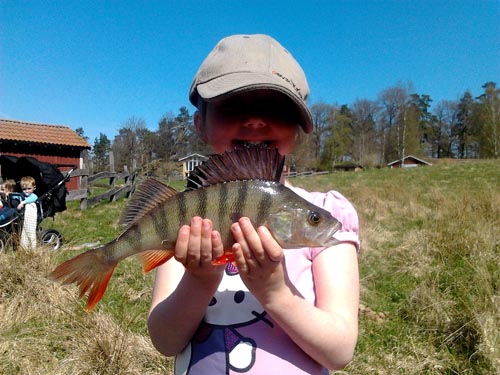 Grattis Ebba! ebba visar vägen vid premiärfisket med en abborre på ca 5 hg i fisketidningen