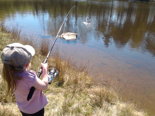 Regnbåge på ca 0,8 kg ebba visar vägen vid premiärfisket med en regnbåge i fisketidningen