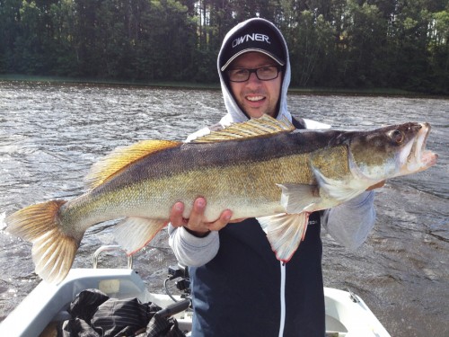 gösen hugg på en 7-tums Berkley Ripple Minnow i hugg på gösfiske i fisketidningen