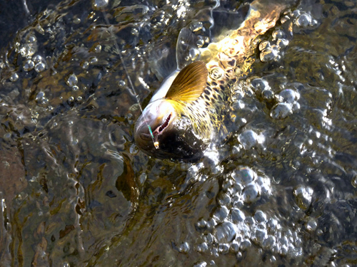 Vacker öring en vacker öring i lycka och vemod på fisketidningen