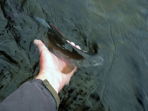 C & R en vacker harr kring dryga 35cm i lycka och vemod på fisketidningen
