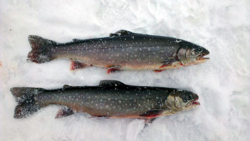 Pimpelfiske efter Röding två rödingar på isen i pimpelfiske efter röding