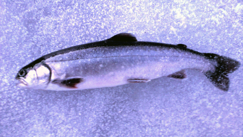 Pimpelfiske efter Röding del II röding i pimpelfiske efter röding del II i fisketidning