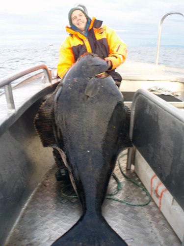 soroya_2009_028 storflundra i söröya - 2009 i fiskereportage i fisketidning fiskemagasinet.se