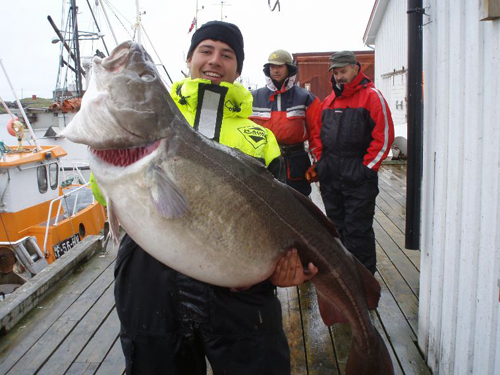 soroya_2009_073 torsk på 32,5 kg i söröya - 2009 i fiskereportage i fisketidning fiskemagasinet.se