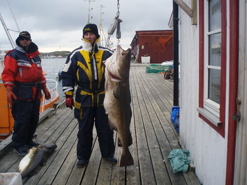 soroya_2009_115 torsk på över 30 kg i söröya - 2009 i fisketidning fiskemagasinet.se