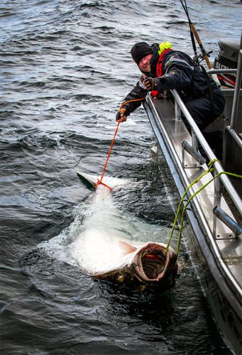 En utmattad Fredde efter den tuffa fighten med den stora damen.