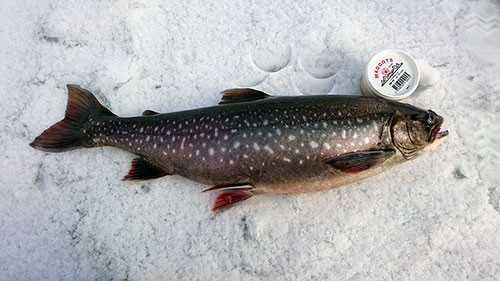 Joel Rynbäck på rödingsäventyr i fisketidningen fiskemagasinet.se