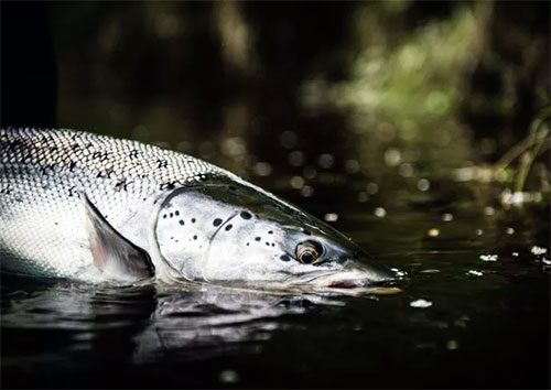 laxbild_2016 i webbtidningen fiskemagasinet.se